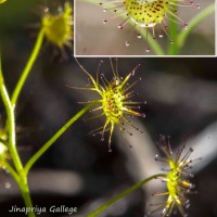 Drosera lunata Buch.-Ham. ex DC.